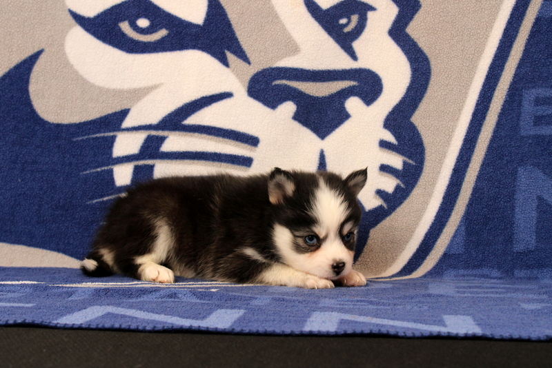 puppy, for, sale, Pomsky, Matthew B. Stoltzfus, dog, breeder, Gap, PA, dog-breeder, puppy-for-sale, forsale, nearby, find, puppyfind, locator, puppylocator, aca